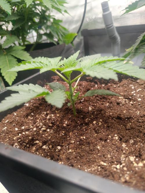 Royal with Cream. Week 3