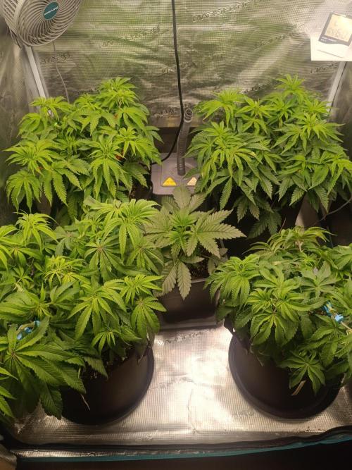 Mein erstes Growdiary. Week 7 - Danach 