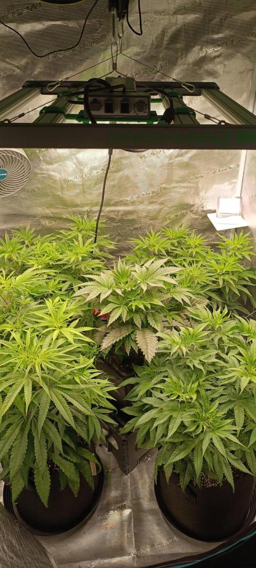 Mein erstes Growdiary. Week 1