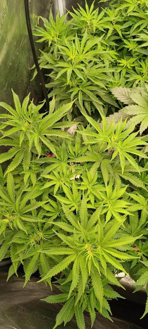 Mein erstes Growdiary. Week 1 - Budvoyage Candy Fumez x GAK Smoothie 