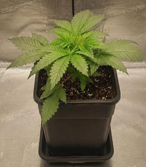 Royal with Cream. Week 4