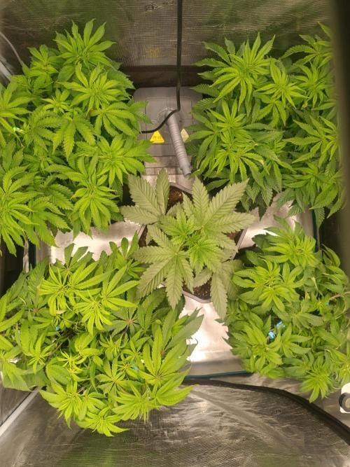 Royal with Cream. Week 4