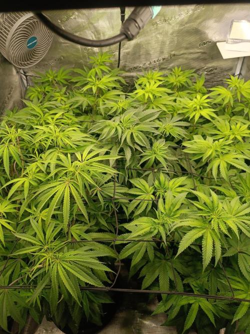 Mein erstes Growdiary. Week 9