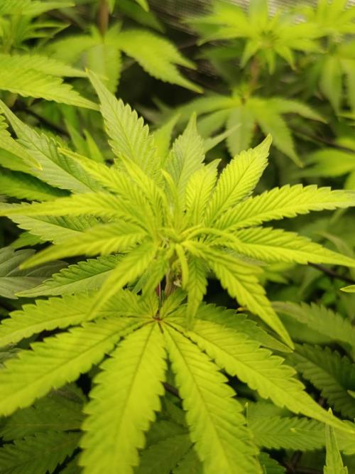 Mein erstes Growdiary. Week 9 - Budvoyage Candy Fumez x GAK Smoothie 