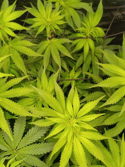 Mein erstes Growdiary. Week 9 - Budvoyage Candy fumez x gak Smoothie 