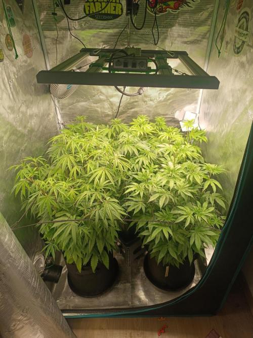 Mein erstes Growdiary. Week 10 - In der Mitte ist die Botafarm California -Royal with Cream die später ins Zelt kam 