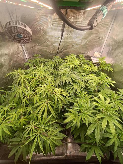 Mein erstes Growdiary. Week 10