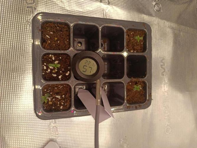 Mein erstes Growdiary. Week 0
