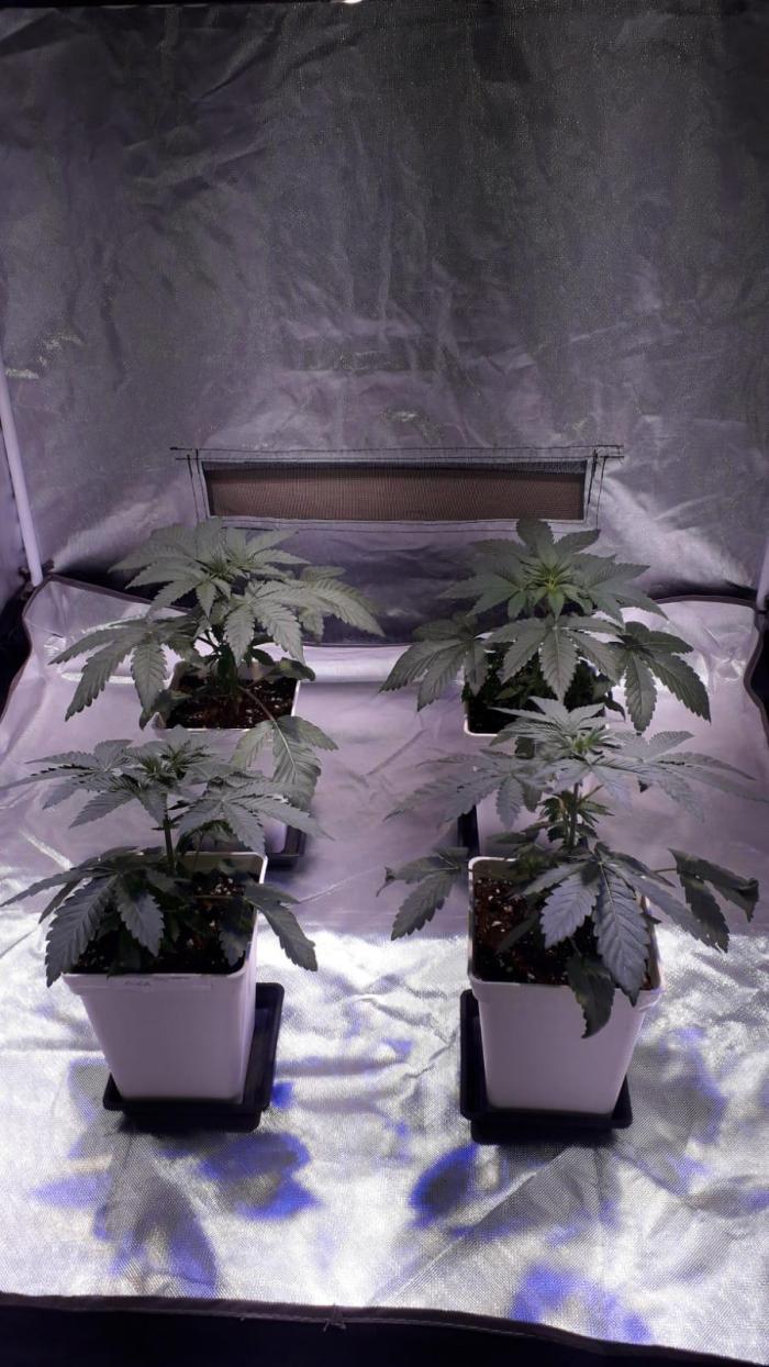 Cultivo interior Scrog Tenerife. Week 0