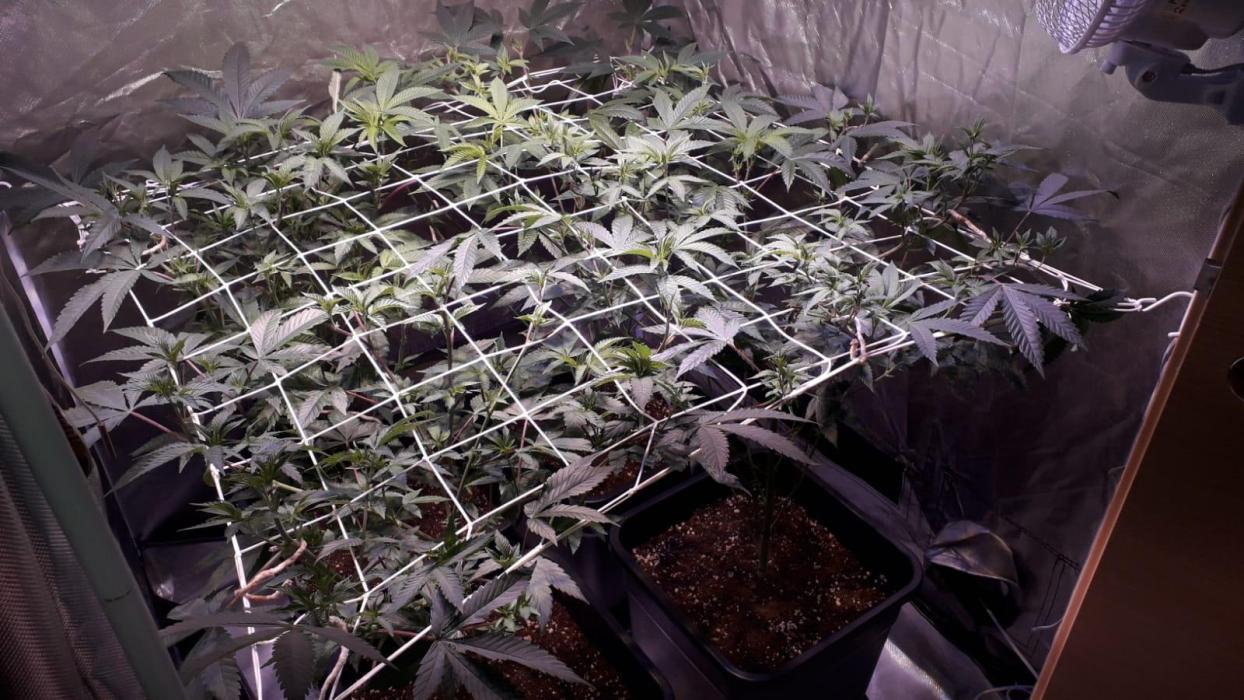 Cultivo interior Scrog Tenerife. Week 6