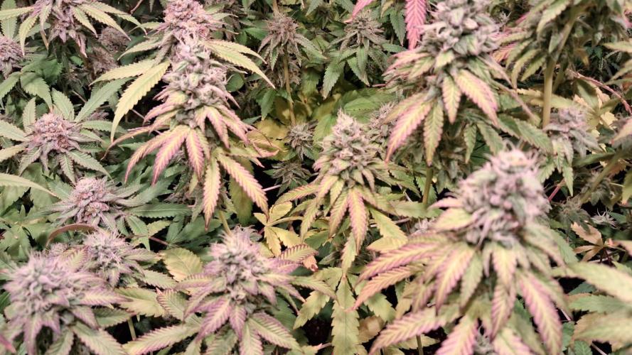 Cultivo interior Scrog Tenerife. Week 14