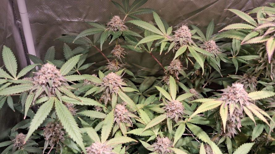 Cultivo interior Scrog Tenerife. Week 14