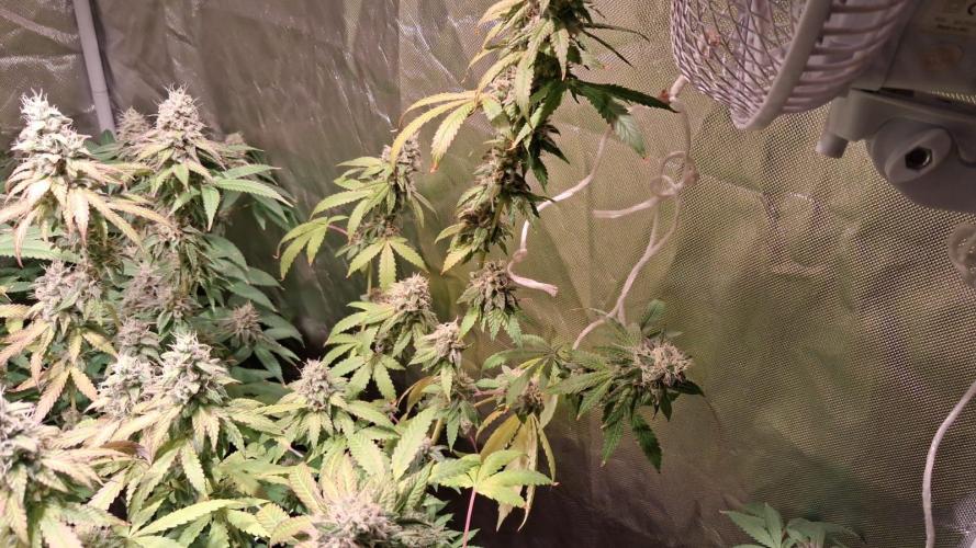 Cultivo interior Scrog Tenerife. Week 14
