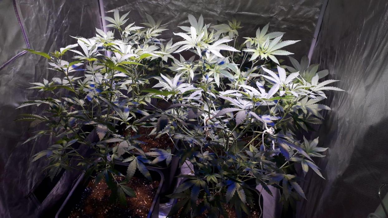 Cultivo interior Scrog Tenerife. Week 17