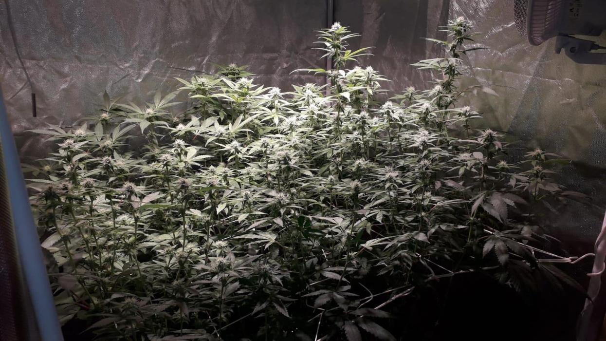 Cultivo interior Scrog Tenerife. Week 20