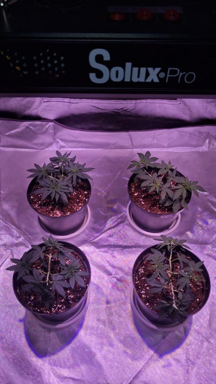 Cultivo interior Scrog 2 Tenerife. Week 0 - Fez, Bishop,Toronja entrenamiento