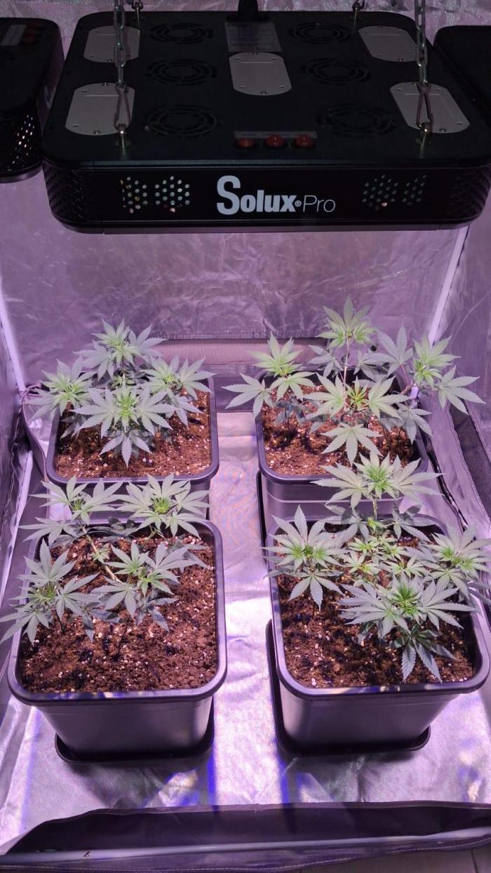 Cultivo interior Scrog 2 Tenerife. Week 2 - Entrenando