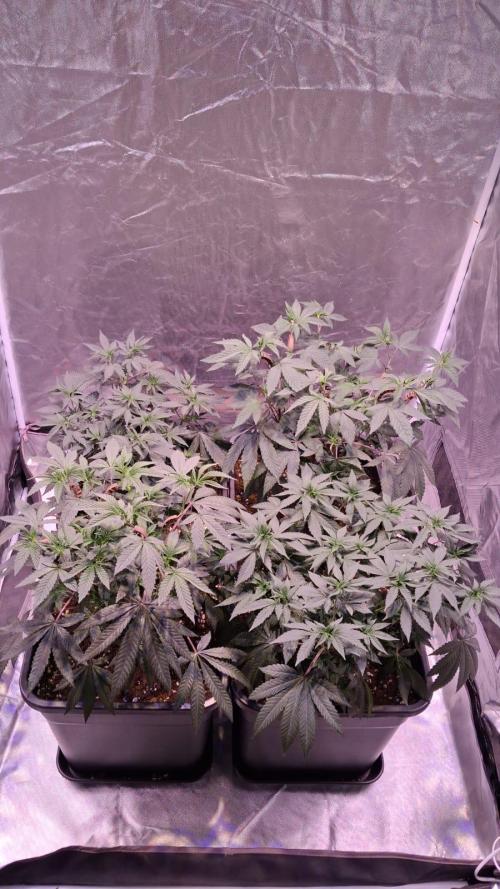 Cultivo interior Scrog 2 Tenerife. Week 3