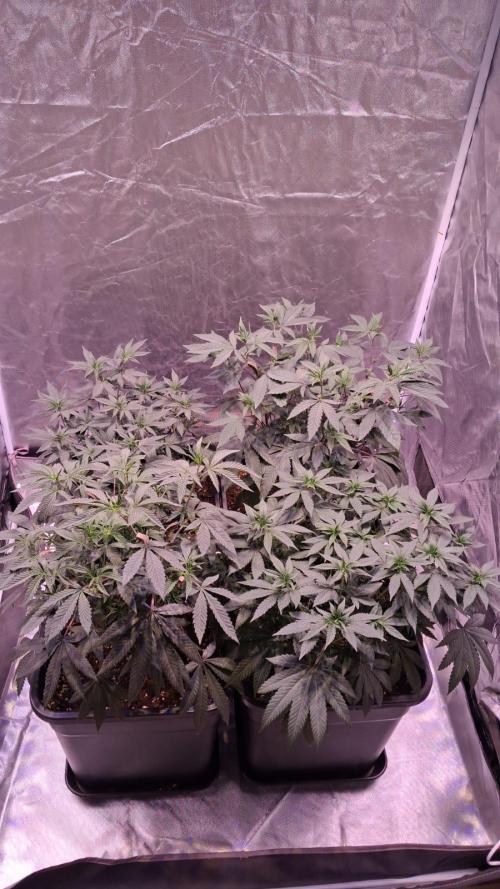 Cultivo interior Scrog 2 Tenerife. Week 4