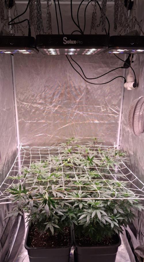 Cultivo interior Scrog 2 Tenerife. Week 5