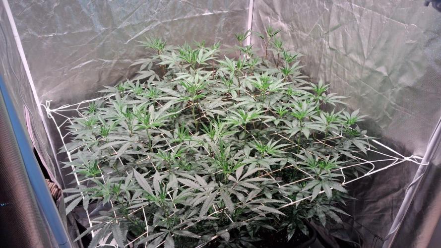 Cultivo interior Scrog 2 Tenerife. Week 6