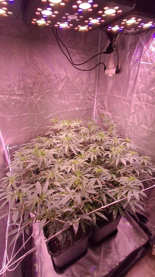 Cultivo interior Scrog 2 Tenerife. Week 9