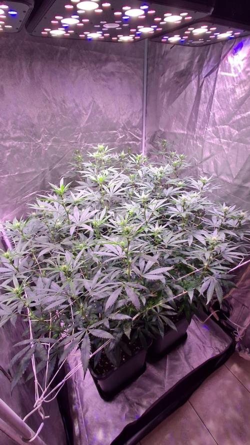 Cultivo interior Scrog 2 Tenerife. Week 9