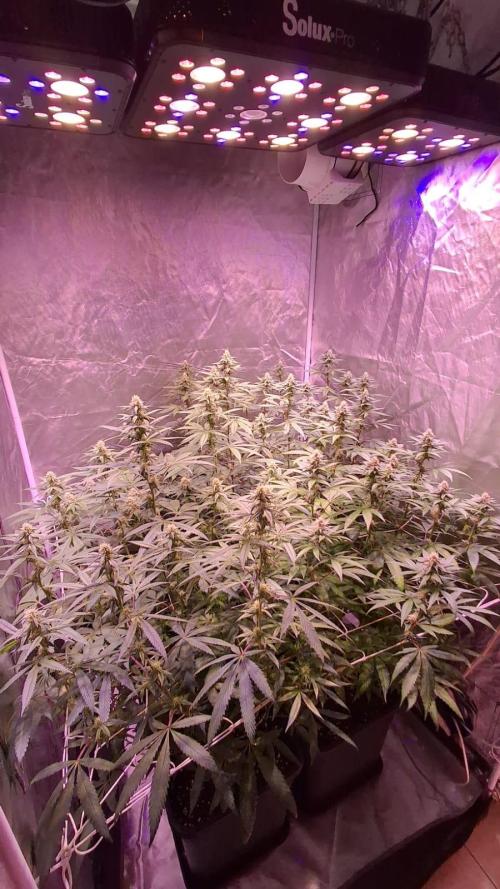 Cultivo interior Scrog 2 Tenerife. Week 10
