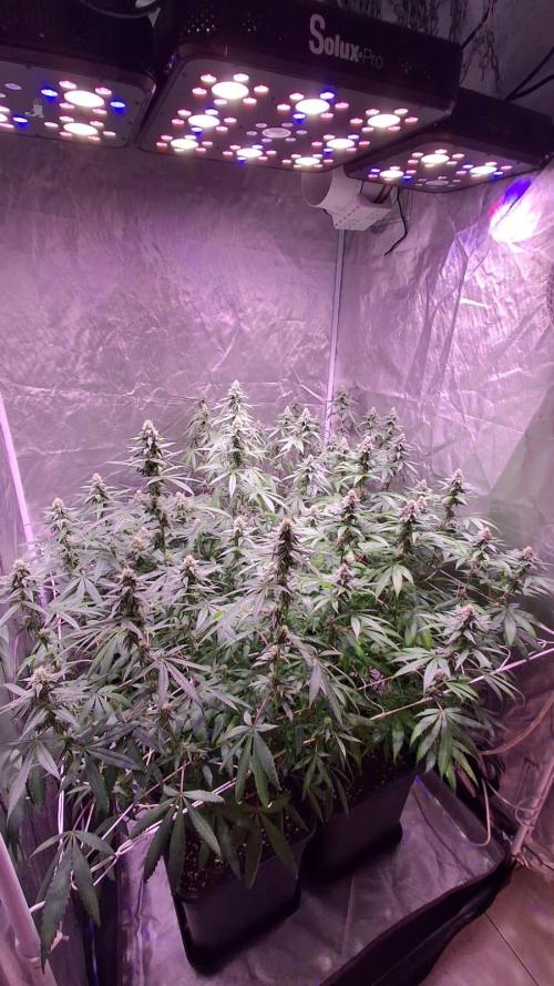 Cultivo interior Scrog 2 Tenerife. Week 11