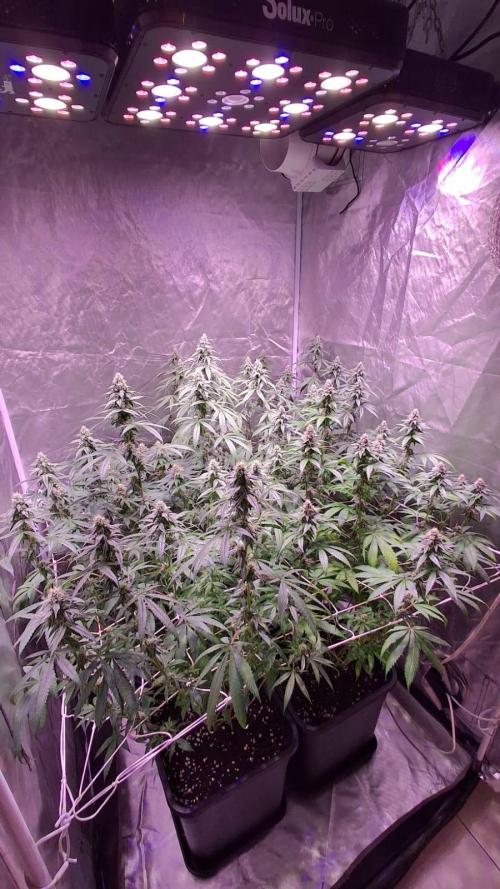 Cultivo interior Scrog 2 Tenerife. Week 12