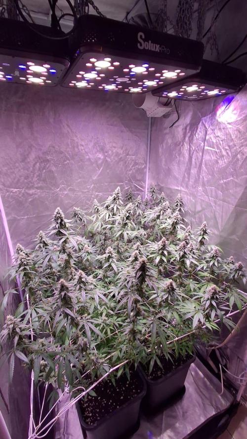 Cultivo interior Scrog 2 Tenerife. Week 13