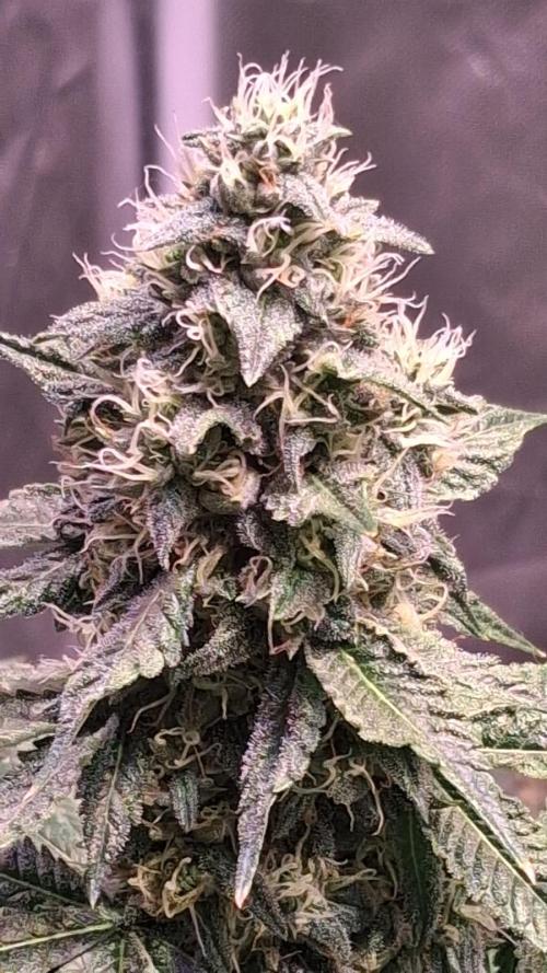 Cultivo interior Scrog 2 Tenerife. Week 14