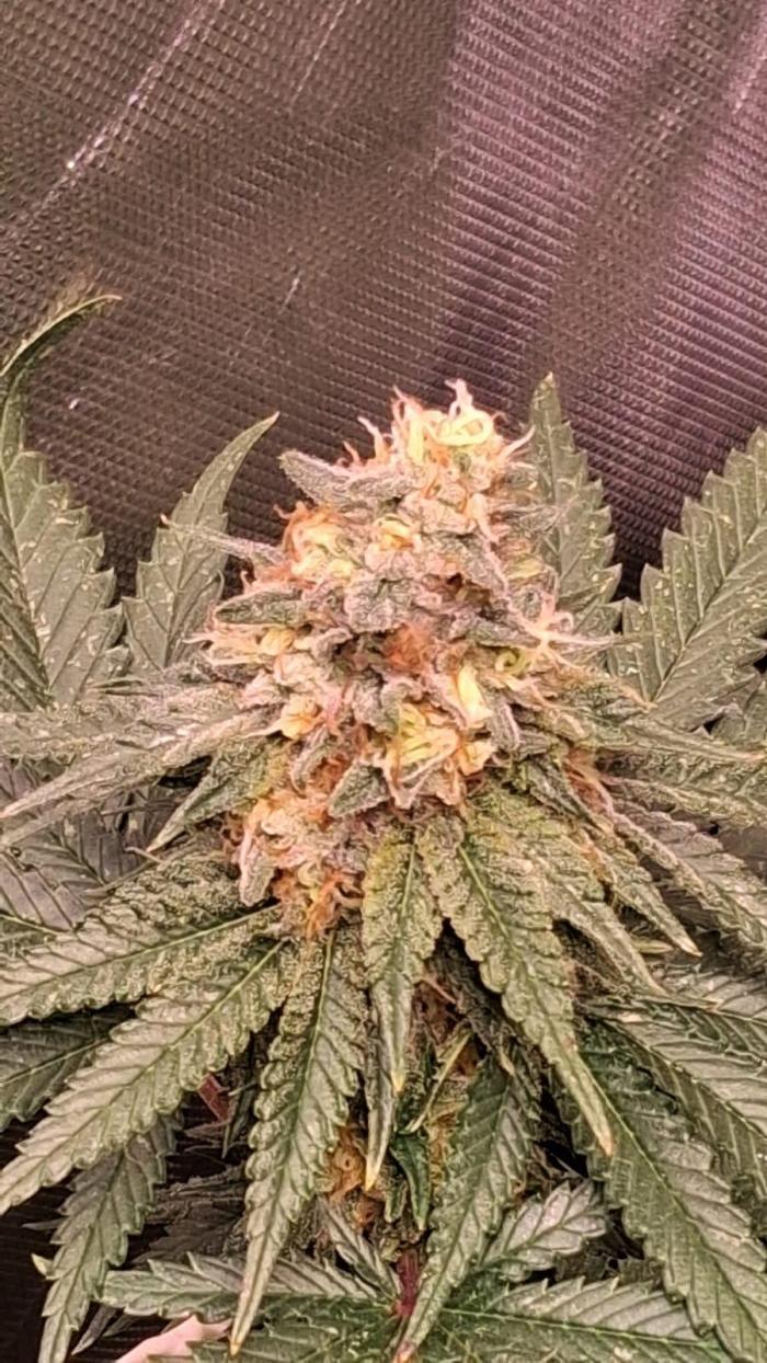 Cultivo interior Scrog 2 Tenerife. Week 14
