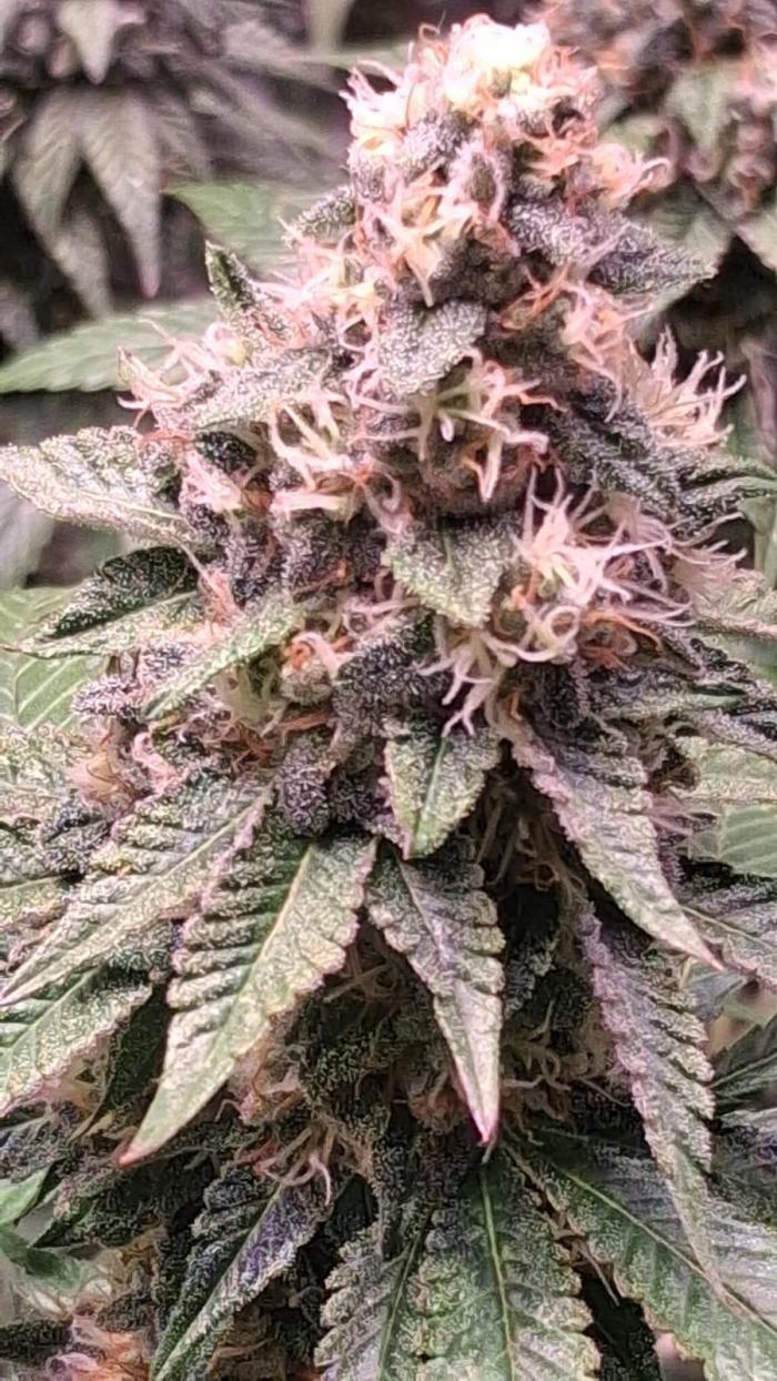 Cultivo interior Scrog 2 Tenerife. Week 14