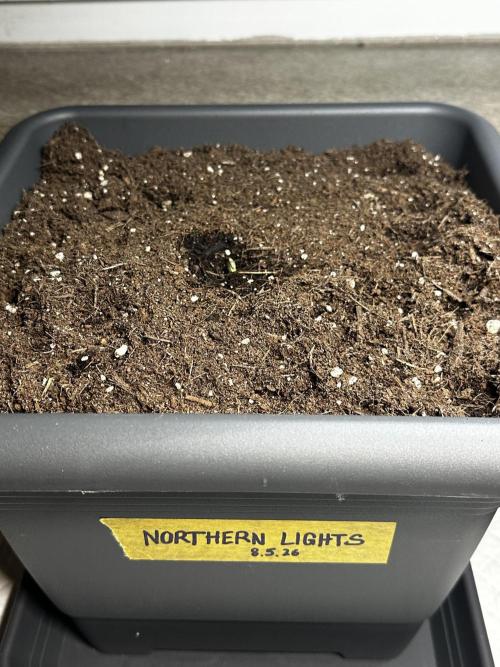 The first one. Week 0