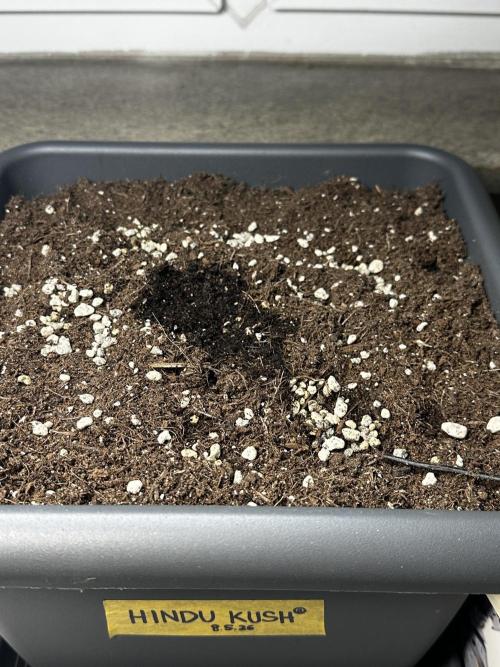 The first one. Week 0