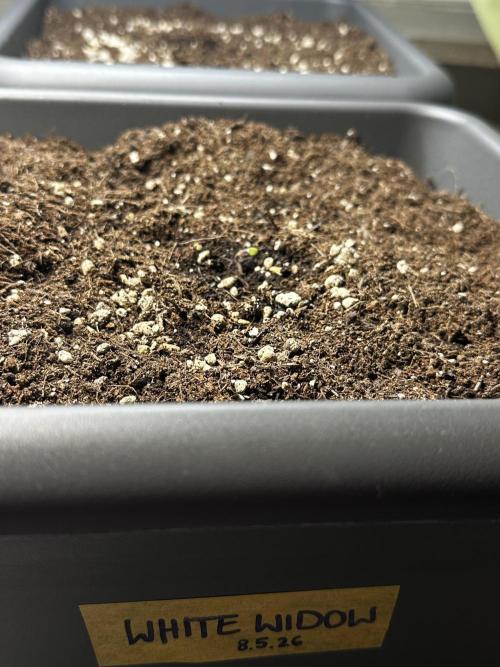 The first one. Week 0