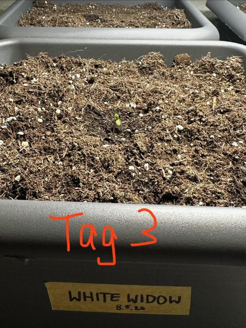 The first one. Week 0