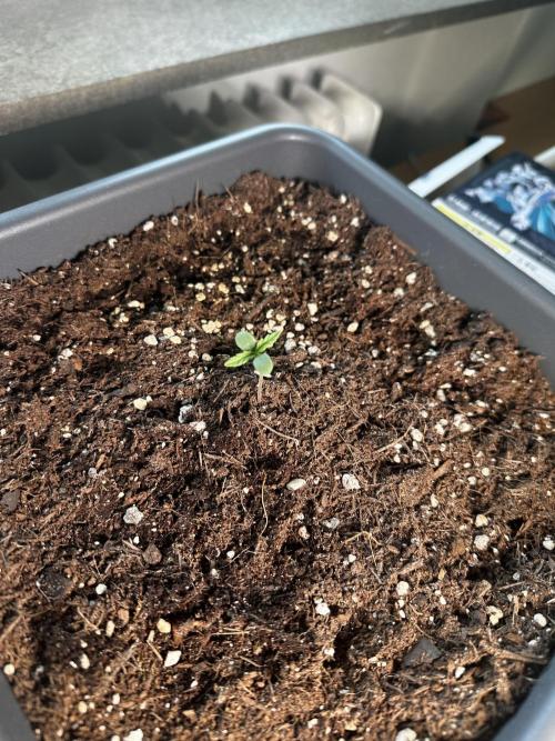 The first one. Week 1