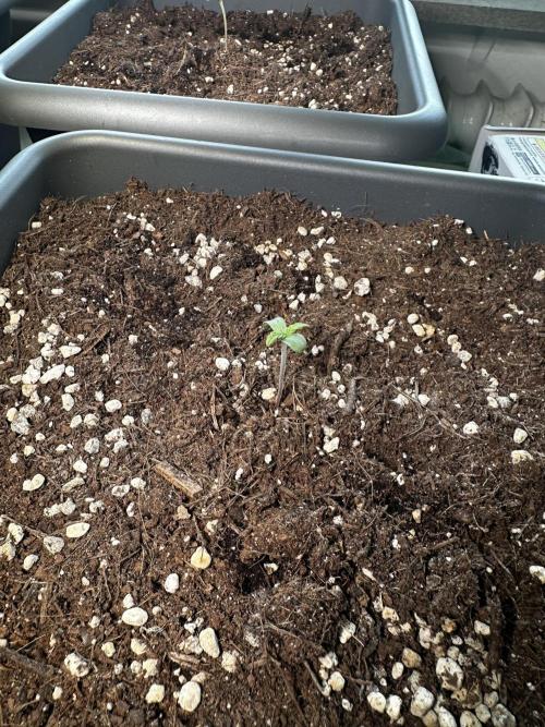 The first one. Week 1