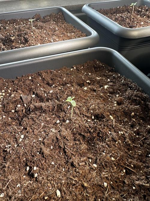 The first one. Week 1