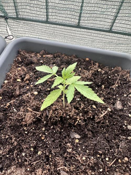 The first one. Week 3