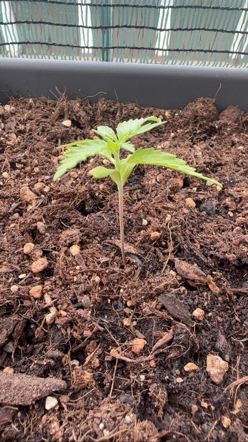 The first one. Week 3