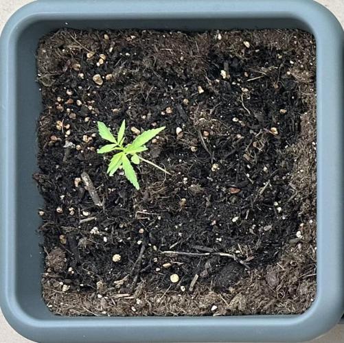 The first one. Week 3