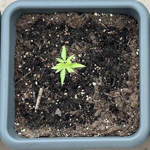 The first one. Week 3