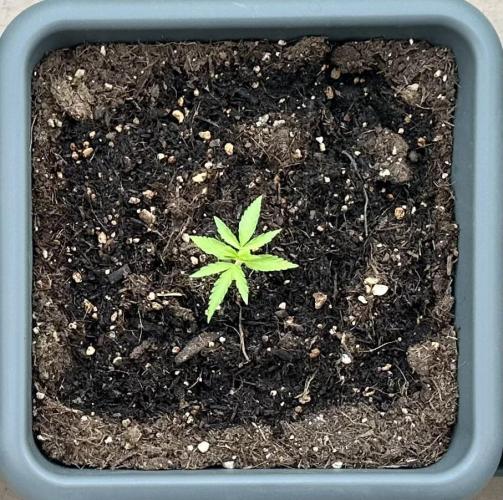 The first one. Week 3