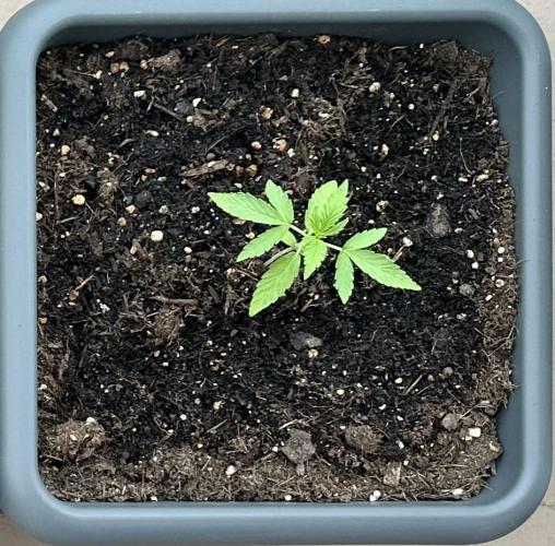 The first one. Week 3