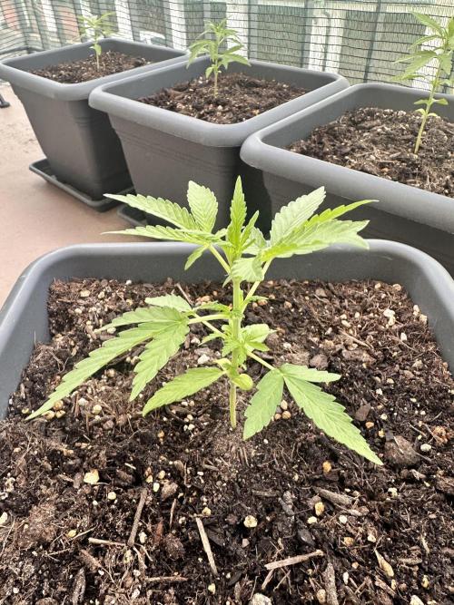 The first one. Week 5