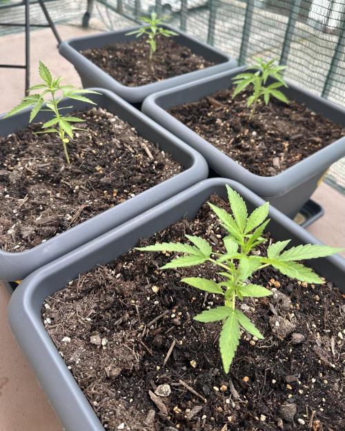 The first one. Week 5