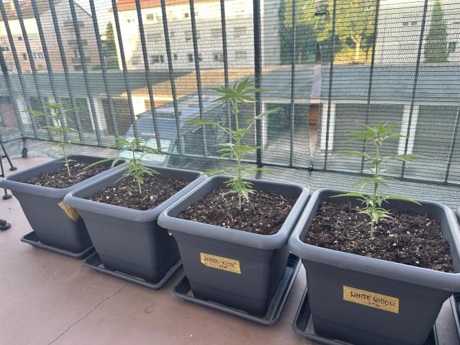 The first one. Week 6